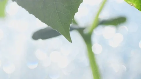 A drop drips from a leaf Stock Footage 195853807
