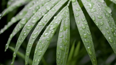 Drop drips on parlour palm leaf rolling down making it tremble Stock Footage 230156773