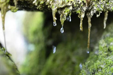 Drop by drop gushing from a small hole in a natural spring, concept of pure.. Stock Photos