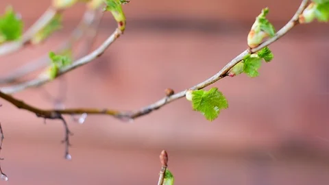 Drop by drop on a leaf of currant Stock Footage 128797232