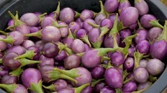 Scarlet Eggplant Stock Video Footage