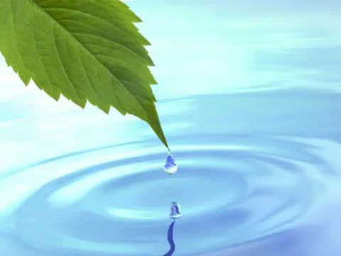 Drop fall from leaf on ripple water. Stock Illustration