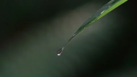A drop falling from the leaf at black background 스톡 동영상 51808119
