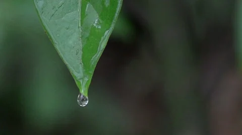 A drop falling from the leaf Stock Footage 51809040