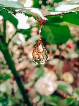 A drop falling from a leaf Stock Photos