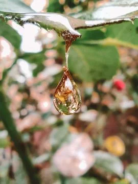 A drop falling from a leaf Stock Photos