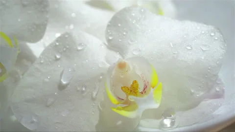 Drop falling from the orchid flower Stock Footage 256944397
