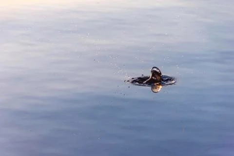 Drop falling in a pond Stock Photos