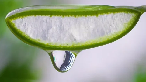 A drop falls from a cut aloe leaf against a background of greenery Vídeo Stock 258321317