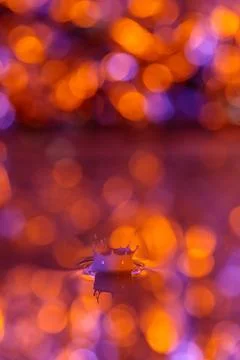 The drop falls into a dense liquid with an orange background. Abstract colo.. Stock Photos