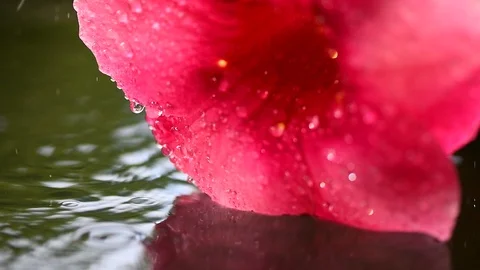 Drop falls from the flower Stock Footage 91968515