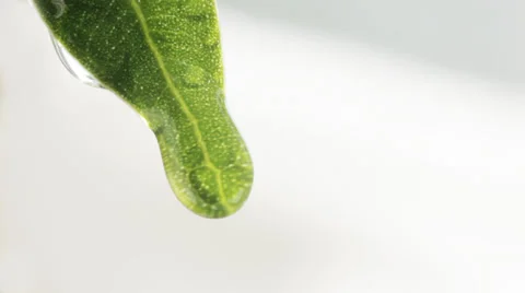 Drop falls Stock Footage 24643565