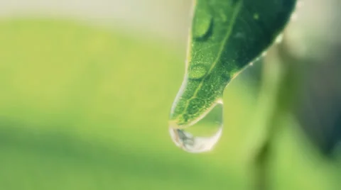 Drop falls 스톡 동영상 24644755