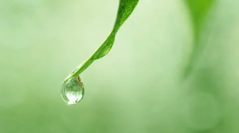 Drop falls Video stock 24645109