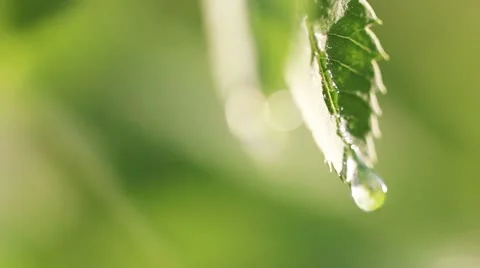 Drop falls from the leaf Stock Footage 12445277