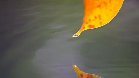 Drop falls from the leaf Video stock 91968242