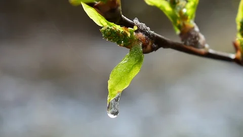 Drop falls from a young leaf of bird cherry Stock Footage 128800021