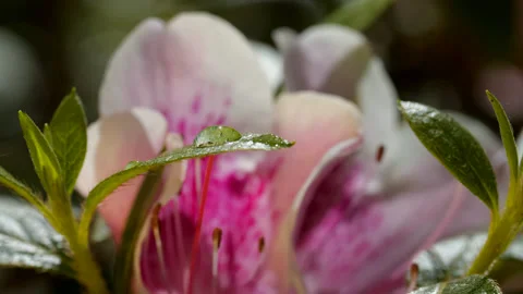 A drop on a flower Stock Footage 131557551