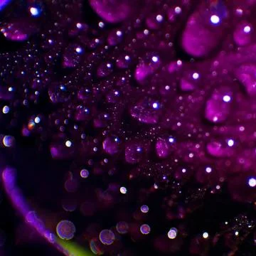 Drop on a flower Stock Photos