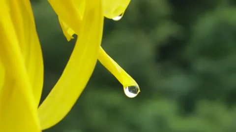 Drop Stock Footage 261056082