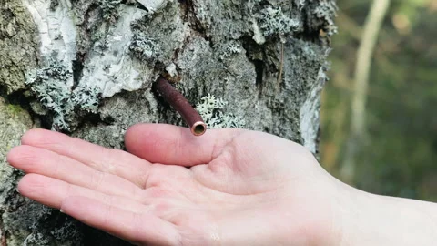 Drop of fresh birch sap drips from the tube onto the woman's palm. Close-up Vídeos de archivo 155864130