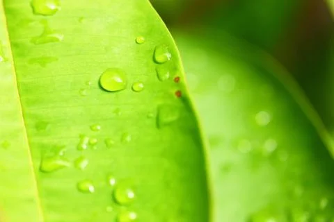 Drop on fresh green leaf Stock Photos