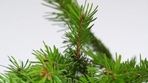 Drop fruits2 Stock Footage 119825064