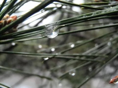 A drop glitters on the needles of a pine tree in spring Crimea Stock Photos