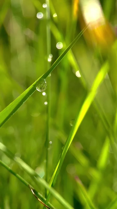 Drop on grass at dawn Stock Footage 246590680