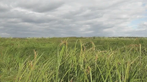 Drop in the grass Stock Footage 29437854