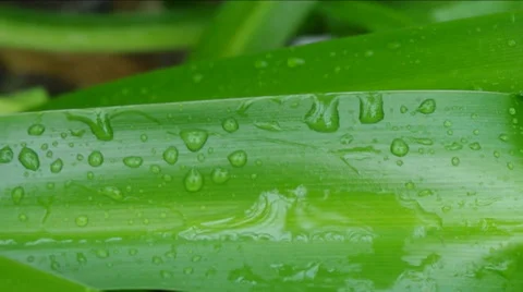 Drop on grass. Stock Footage 47250724
