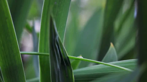 Drop on grass leaf Stock Footage 39725242