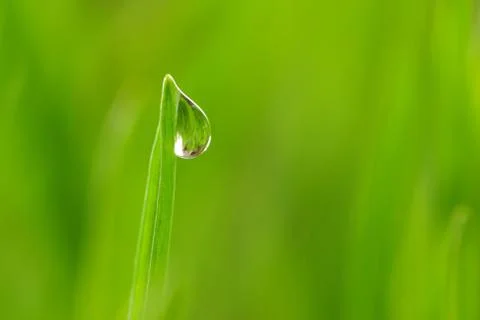 Drop on grass Stock Photos