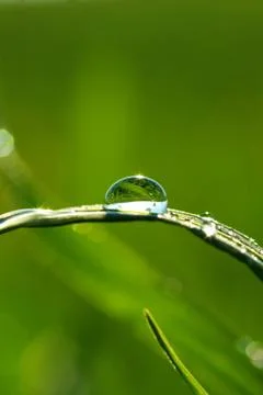 Drop on grass Stock Photos