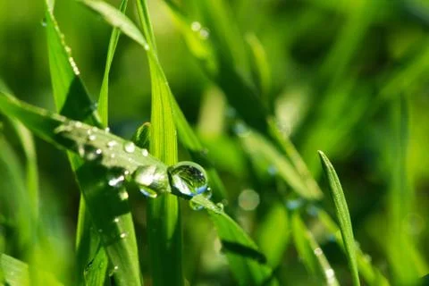 Drop on grass Stock Photos