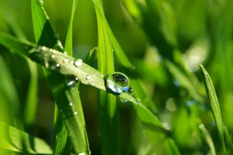 Drop on grass Stock Photos