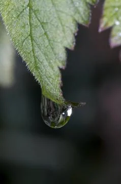 Drop on grass Stock Photos