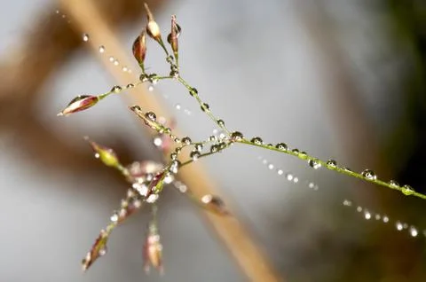 Drop in grass Stock Photos