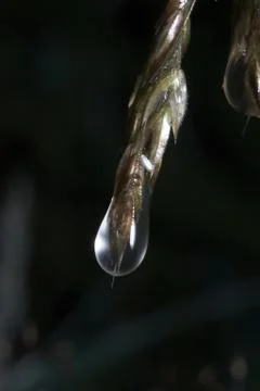 Drop on grass Stock Photos