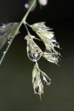 Drop on grass Stock Photos