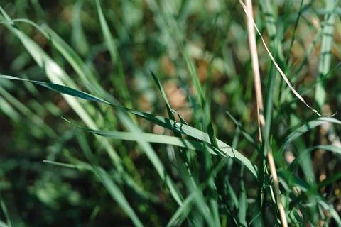 A drop on the grass Stock-Fotos