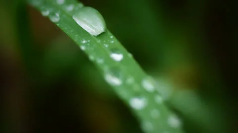 Drop on green flower. Stock Footage 27207220