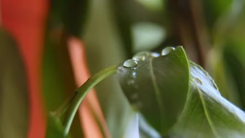 A drop on a green leaf flows down. The freshness of the early morning Stock Footage 193345229