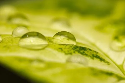 Drop on a green leaf. macro Stock Photos
