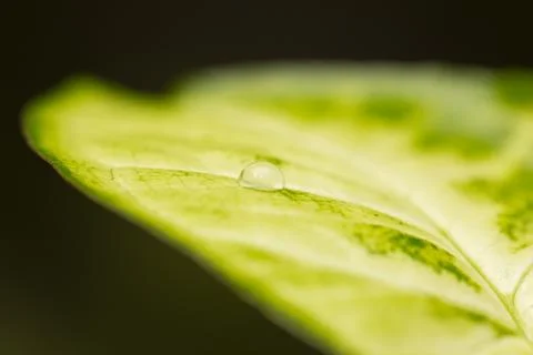 Drop on a green leaf. macro Stock Photos