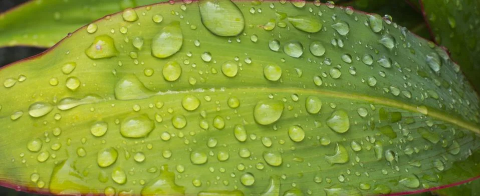 Drop on the green leaf Fotos Stock