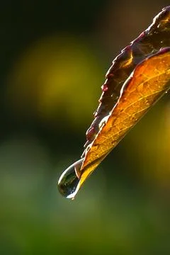 A drop hangs from a leaf Stock Photos