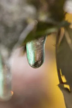 A drop of ice in nature. macro Stock Photos