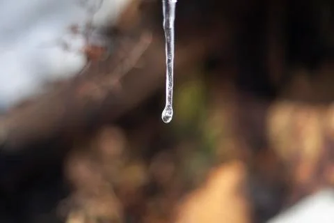 A drop on an icicle in the forest Stock Photos