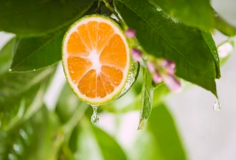 Drop Of Juice Stock Photos